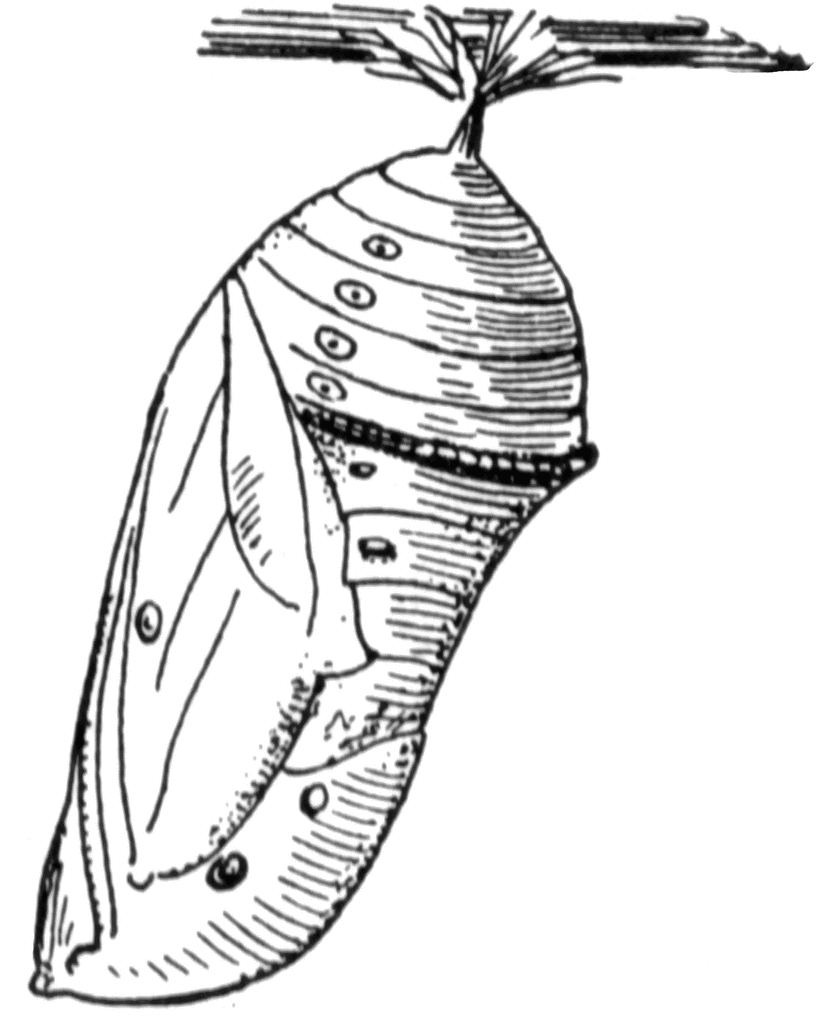 Metamorphosis of the monarch butterfly pupa butterfly cocoon butterfly coloring page butterfly clip art