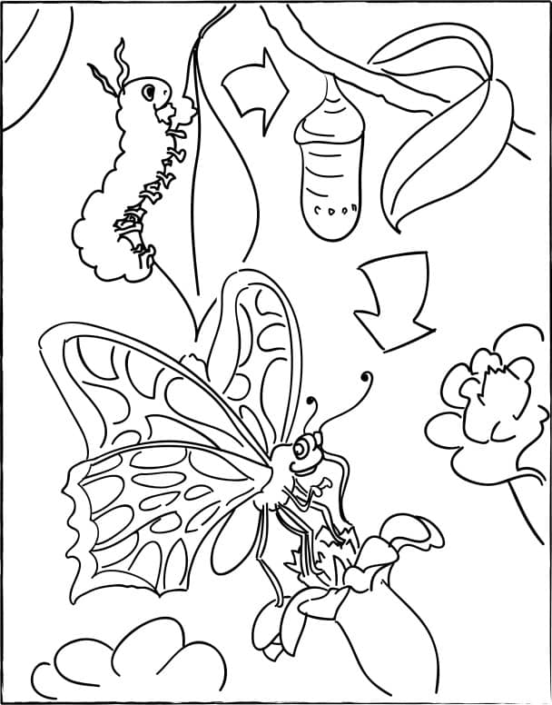 Caterpillar with cocoon and butterfly â
