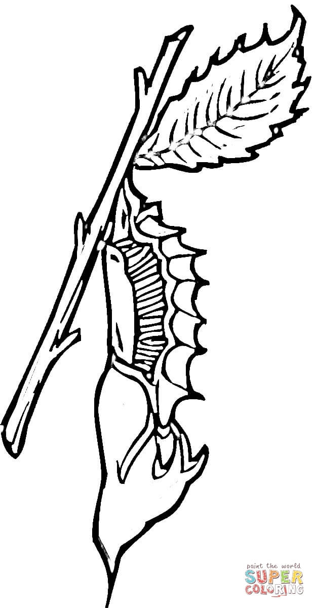 Chrysalis coloring page free printable coloring pages