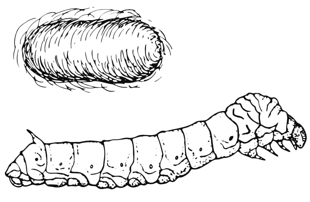 Insects