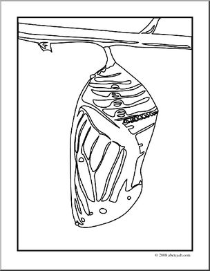 Clip art butterfly monarch chrysalis coloring page i