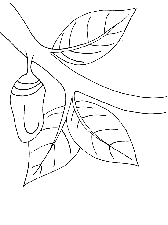 Monarch butterfly chrysalis coloring book page