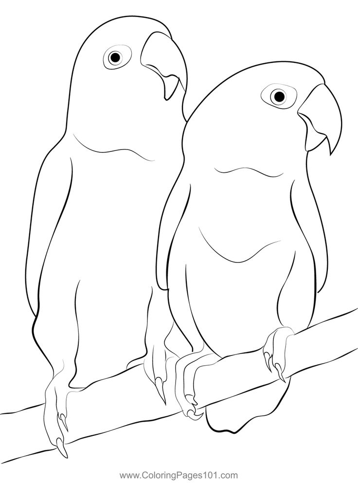 Love birds coloring page coloring pages love birds coloring pages for kids