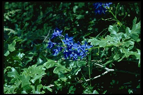 Columbian larkspur delphinium trolliifolium