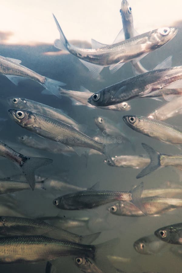 Bleak fish stock photos