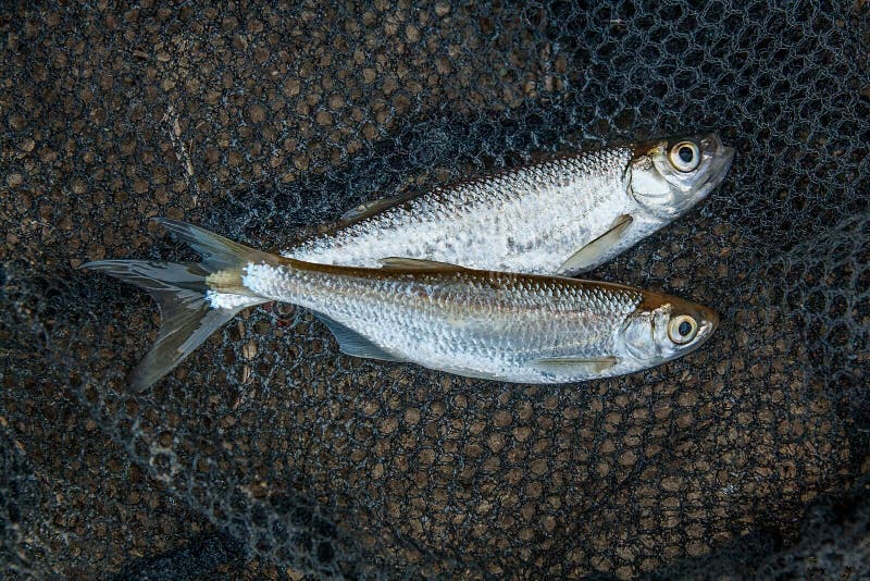 Bleak fish stock photos
