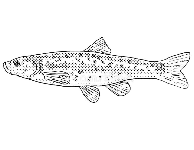 Dace fish stock illustrations â dace fish stock illustrations vectors clipart