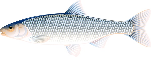 Dace fish royalty