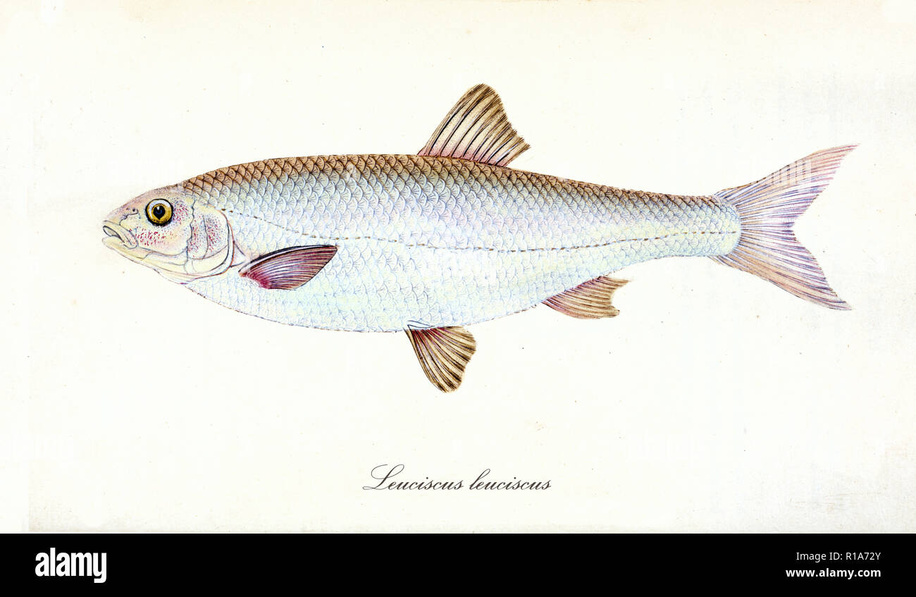Dace illustration hi