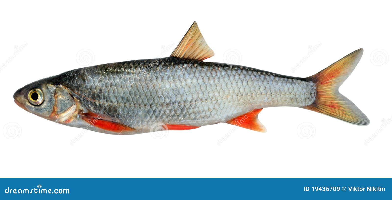 Dace fish stock photos