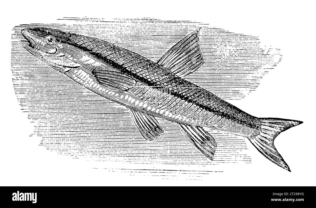 Dace fish black and white stock photos images
