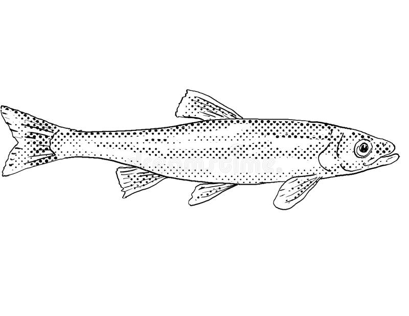 Fish dace stock illustrations â fish dace stock illustrations vectors clipart