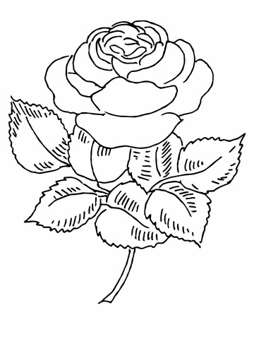 Blooming rose coloring page free printable coloring pages