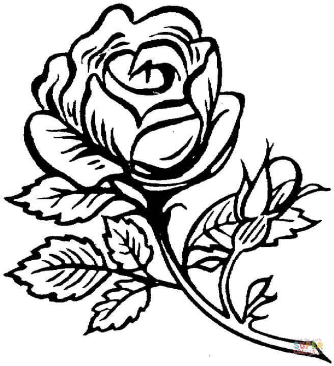 Dibujo de rosa grande y bonita para colorear dibujos para colorear imprimir gratis