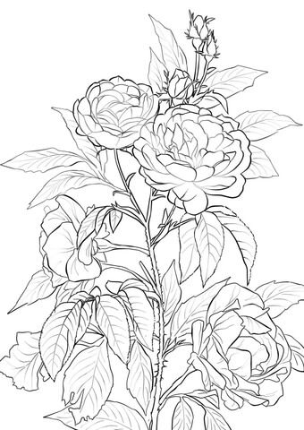 Rosa dibujo para colorear pãginas para colorear de flores flores para dibujar mandalas para colorear