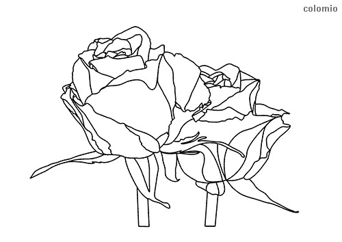 Dibujos de rosas para colorear imãgen de rosa para colorear