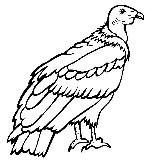 Andean condor coloring page