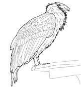 Condors coloring pages free coloring pages