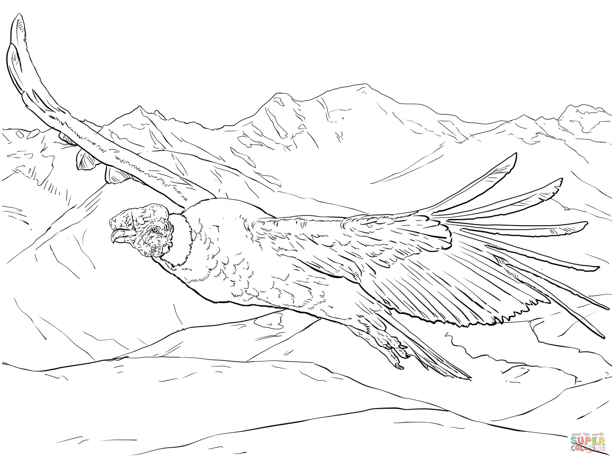 Flying andean condor coloring page free printable coloring pages