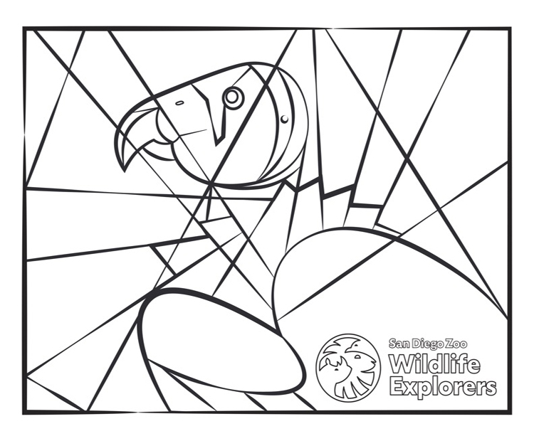 Coloring page california condor san diego zoo wildlife explorers