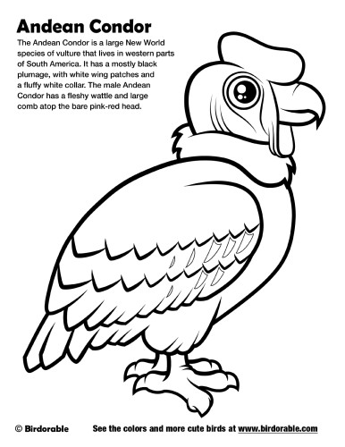 Andean condor coloring page by