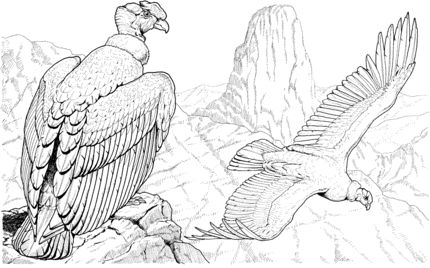 Andean condors coloring page supercoloring condor dibujo cãndor andino cãmo dibujar cosas