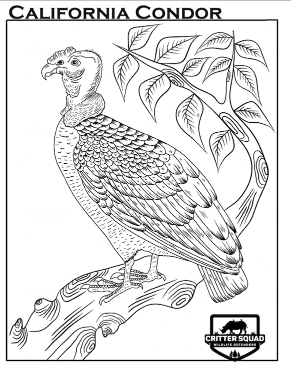 California condor coloring
