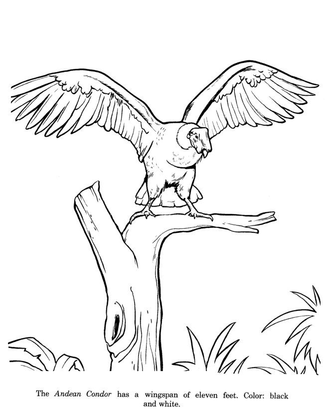 Animal drawings coloring pages condor bird identification drawing and coloring pages honkingdonkey wild animals drawing animal drawings animal stencil