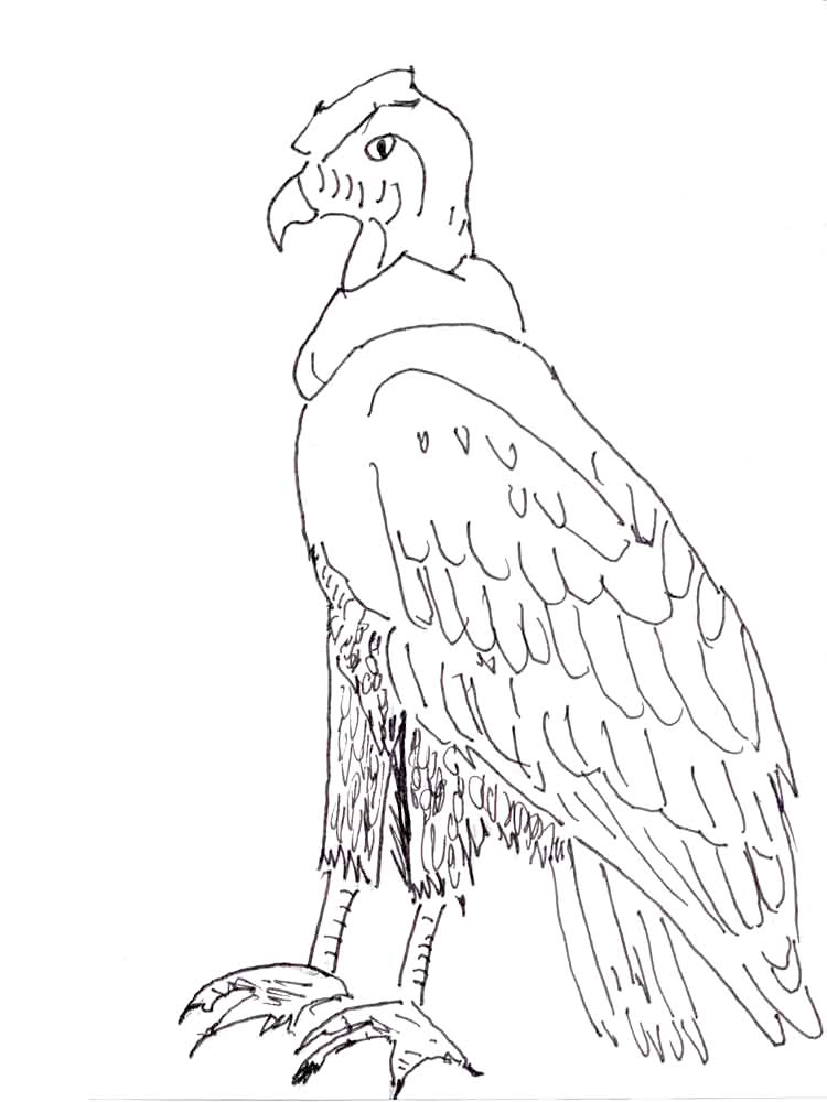 Columbia coloring pages