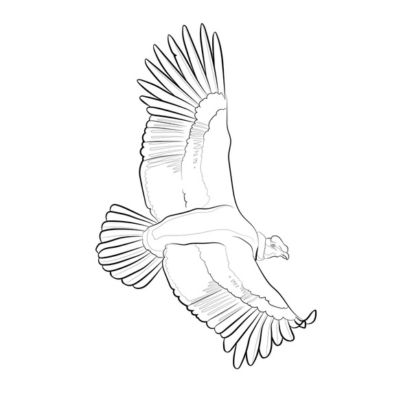 Thousand condor drawing royalty