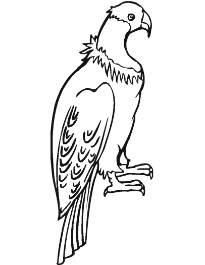 Andean condor coloring page