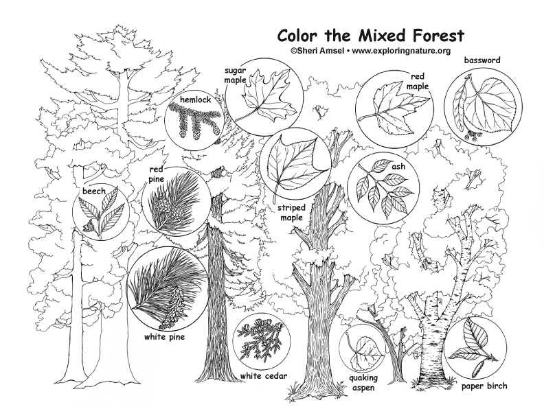Mixed hardwood and conifer forest â coloring nature