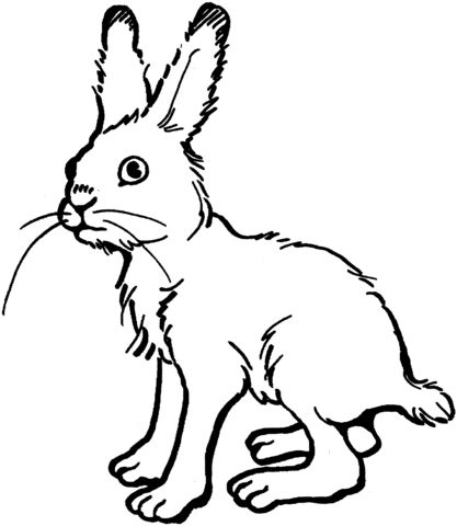 Resultado de imagen de liebre bunny coloring pages bunny drawing bunny pictures