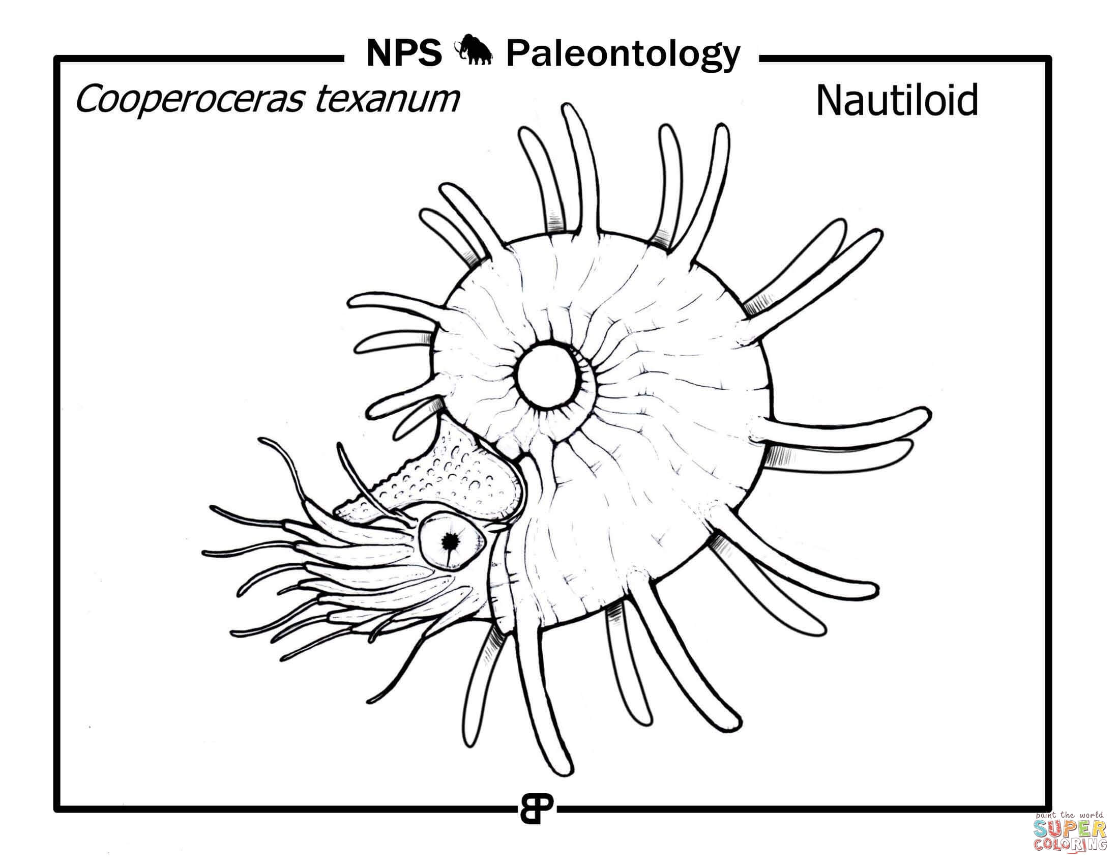 Prehistoric nautiloid cooperoceras texanum coloring page free printable coloring pages