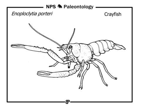 Prehistoric crayfish enoploclytia porteri coloring page free printable coloring pages