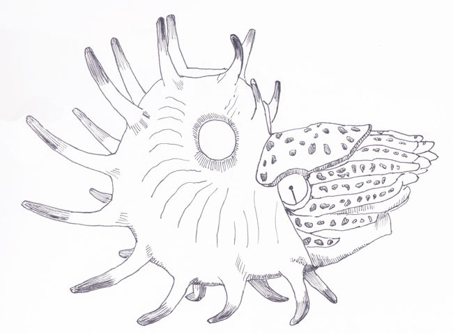 Illustrating cooperoceras an early nautiloid
