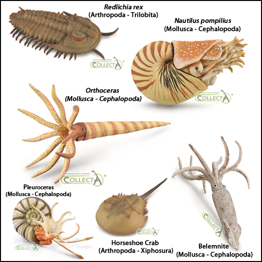 Illustrating cooperoceras an early nautiloid
