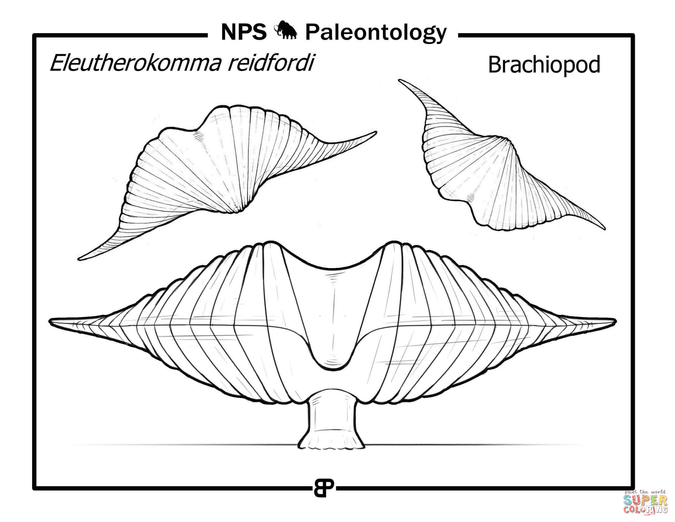 Prehistoric brachiopod eleutherokomma reidfordi coloring page free printable coloring pages