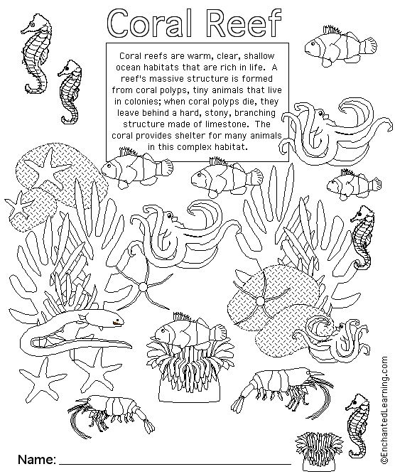 Coral reef animal printouts cover page