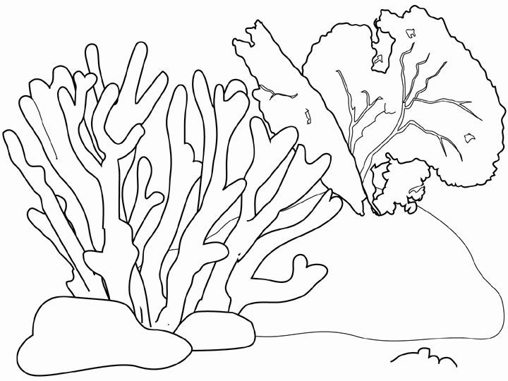 Coral coloring coral reef coloring stuff coloring pages art drawings drawing coral coral drawing coral reef drawing coloring pages coral reef art