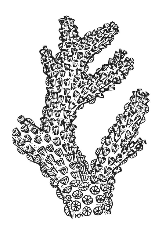 Coloring page coral