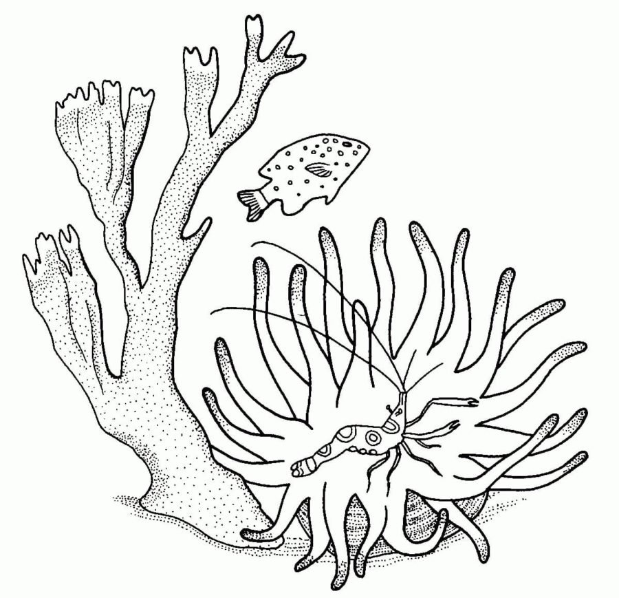 Coral reef coloring pages printable for free download