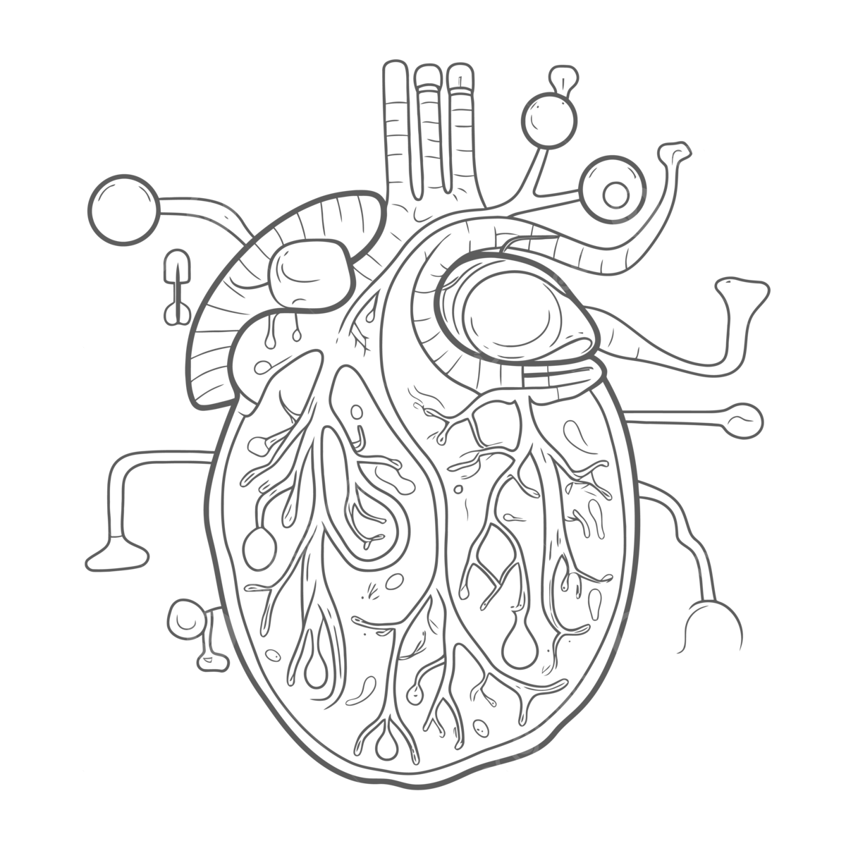 The heart in anatomy coloring page elegant best coloring pages of a heart outline sketch drawing vector heart drawing wing drawing ring drawing png and vector with transparent background for free download