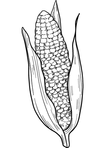 Corn cob coloring page free printable coloring pages