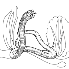 Top free printable snake coloring pages online