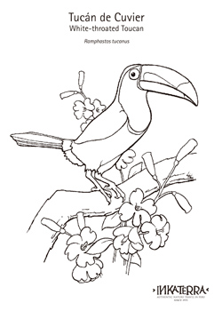 Coloring pages