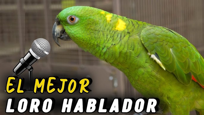 Diferencia entre loro y perico cão distinguirlos es lo iso