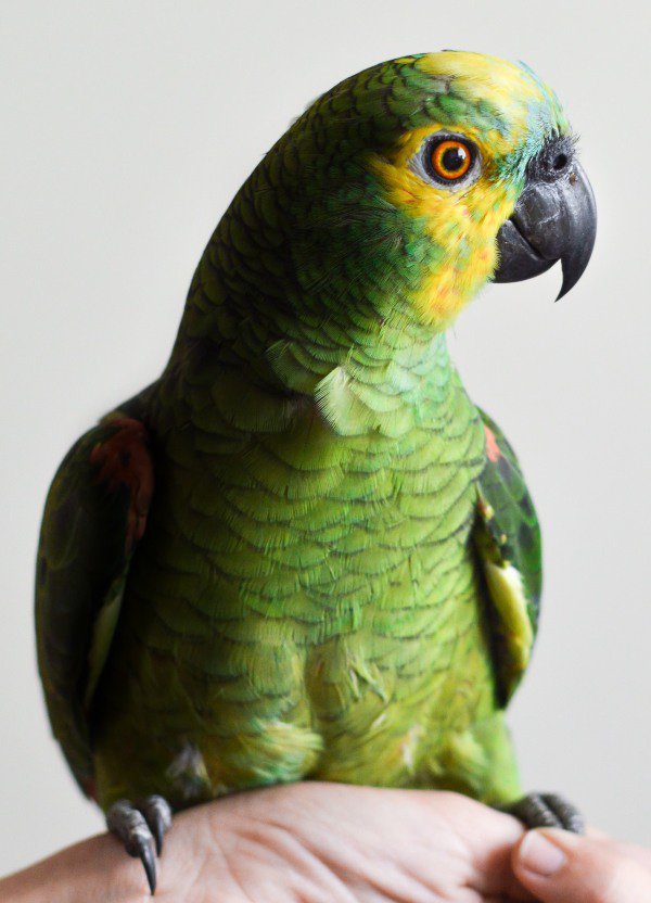 Cuãl la diferencia entre un loro un cotorro y un perico o todos son lo mismo