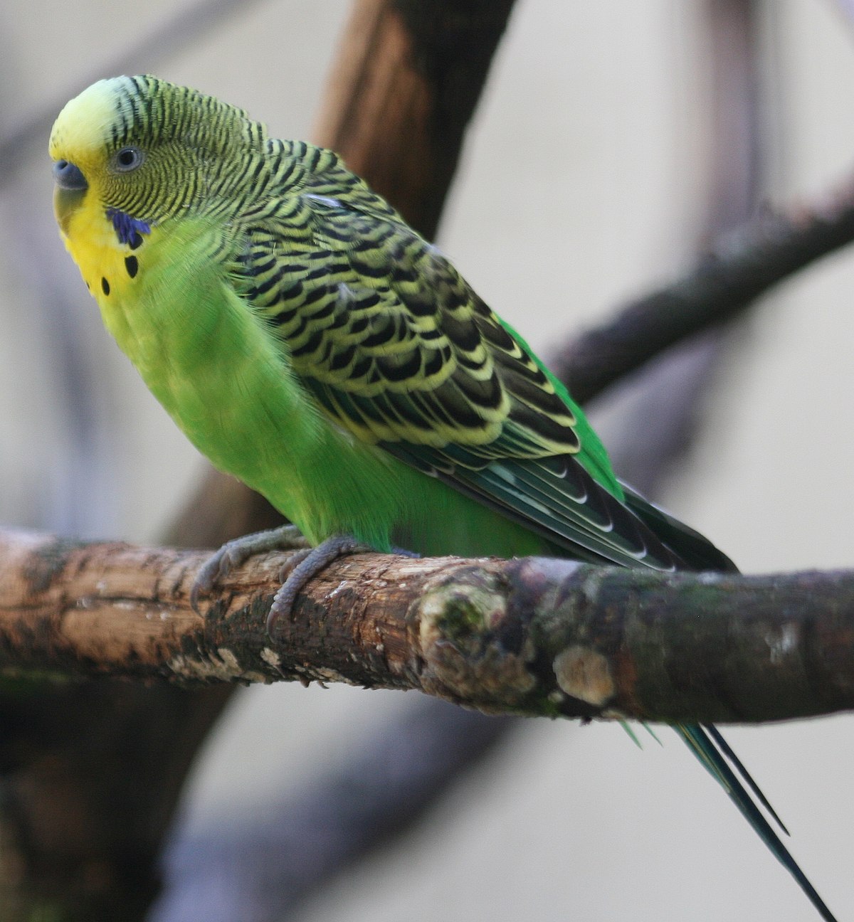Melopsittacus undulatus