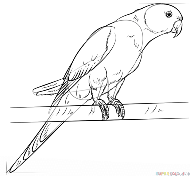 Cãmo dibujar un perico tutorial de dibujo paso a paso